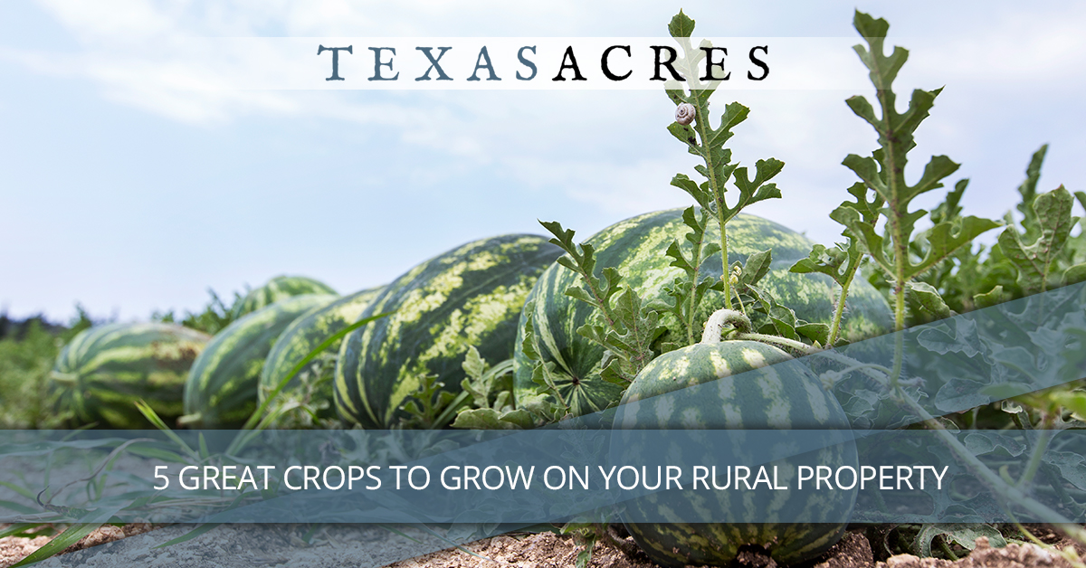 5 Great Crops To Grow On Your Rural Property Texas Acres