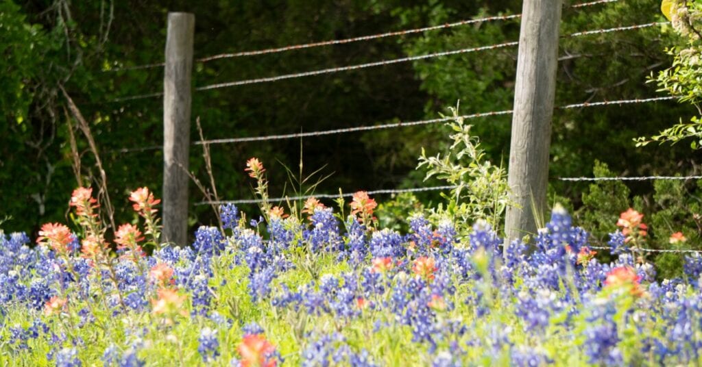 Bluebonnet and Indian Paintbrush flowers in front of a wood and wire fence.