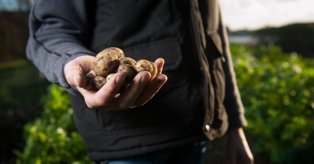 Man holding potatoes harvested from a field behind him.