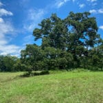 Owner Financed Land for Sale In Kerens Meadows, TX