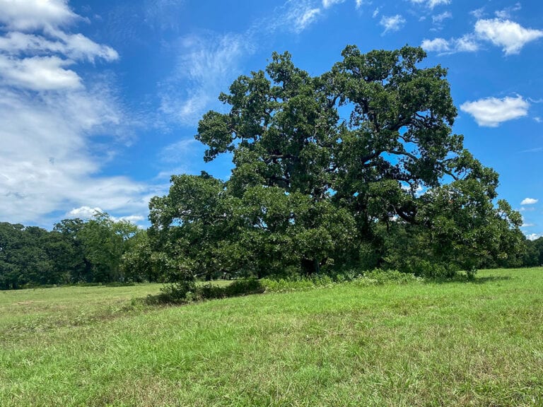 East Texas Owner Financed Properties