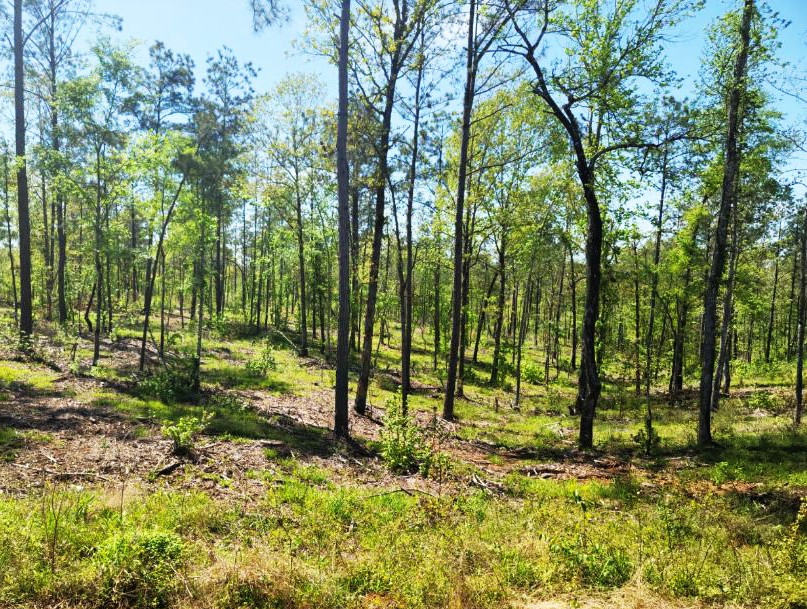 Palestine Tx Land For Sale