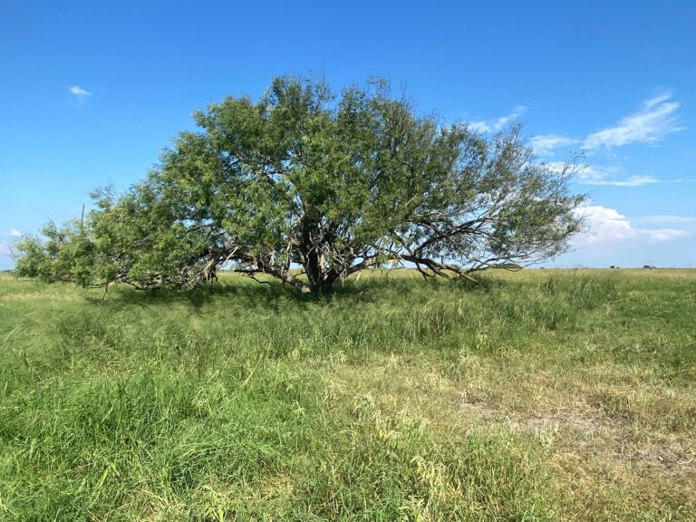 Buy Land for Sale in Texas by Owner | Texas Acres