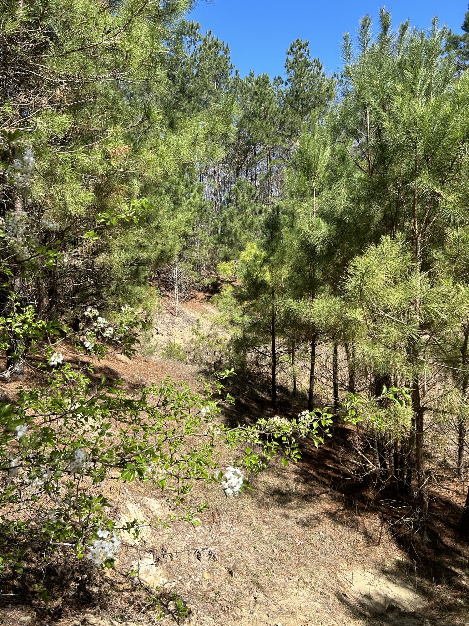 Property Listings Land for Sale East Texas Flexible Financing