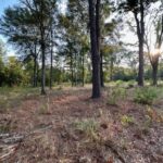 Land for Sale in Linden TX - TX Acres - Trees