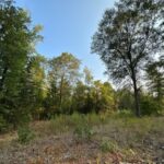 Land for Sale in Linden TX - Texas Acres