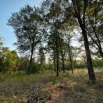 Land for Sale in Linden TX - Texas Acres - Trees