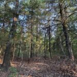 Land for Sale in Linden - Texas Acres - Trees