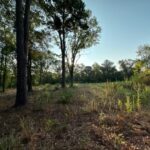 Land for Sale in Linden Texas - Texas Acres - Trees