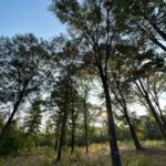 Linden Land for Sale - Texas Acres - Trees