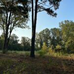 Linden TX Land for Sale - Texas Acres - Trees