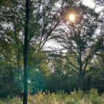 Linden Texas Land for Sale - Texas Acres - Trees