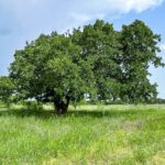 Huckabay, TX
