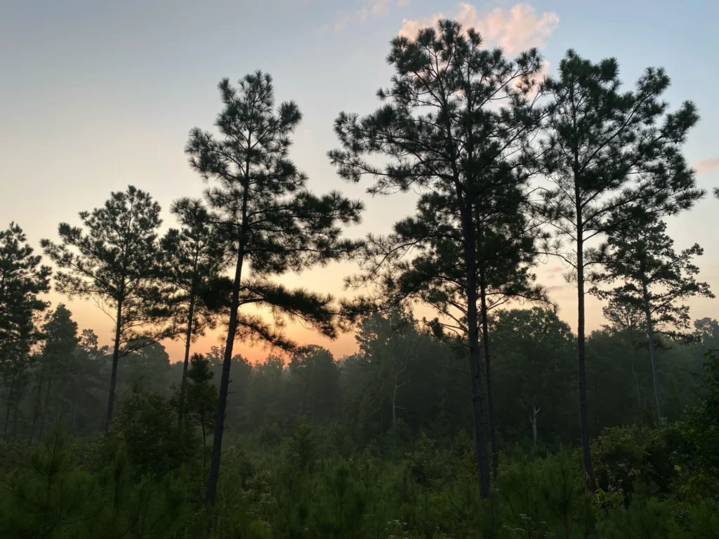 Palestine, TX (East)