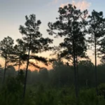 Palestine, TX (East)